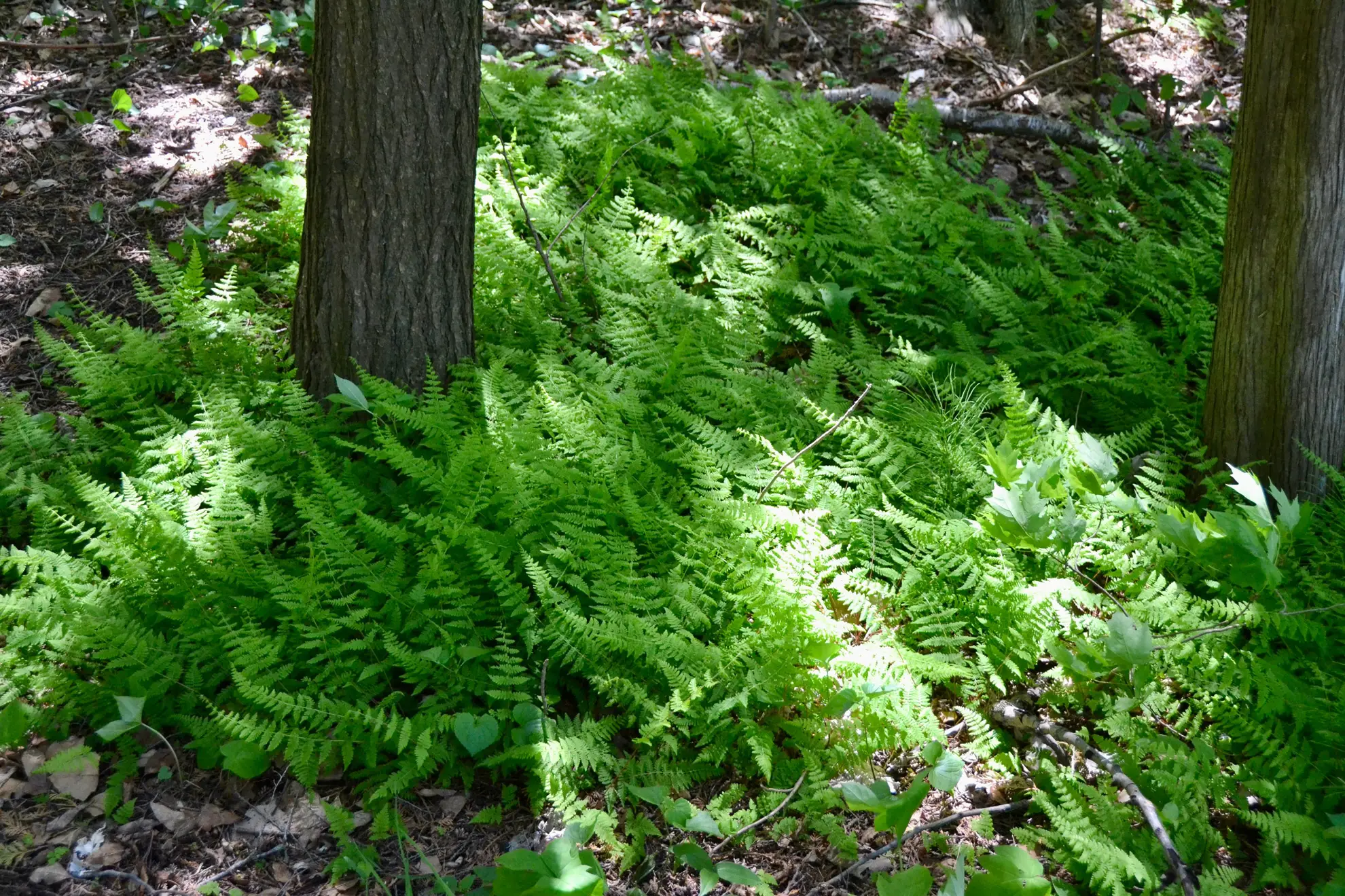 Hay-scented ferns covering the ground under trees