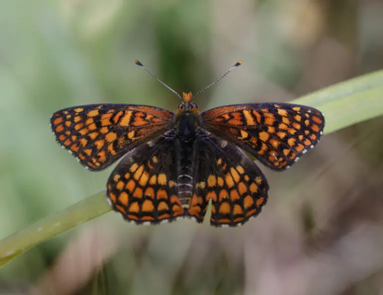 Northern-checkerspot-butterfly - the Plant Native