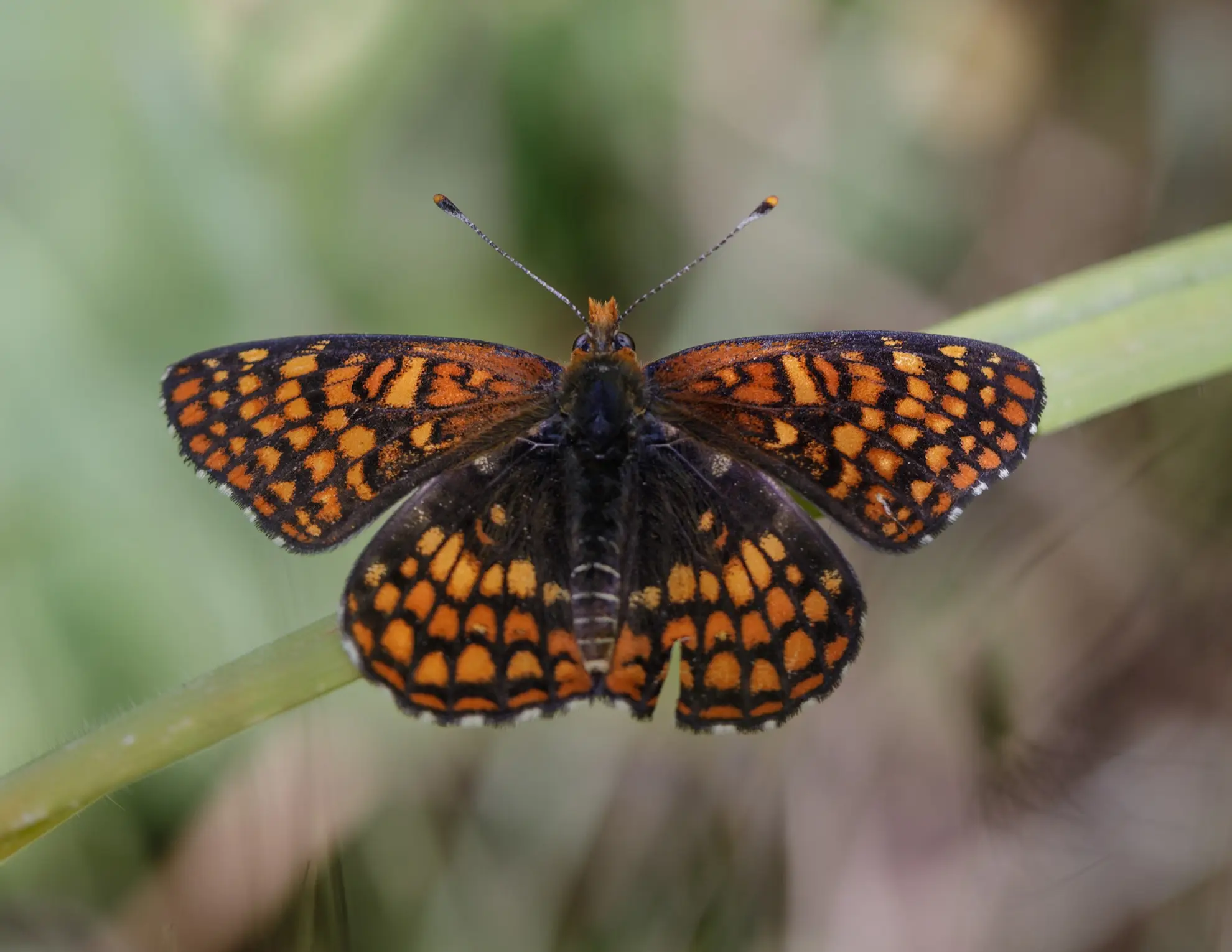 Northern checkerspot butterfly, orange and black checkered wings open on a grass blade