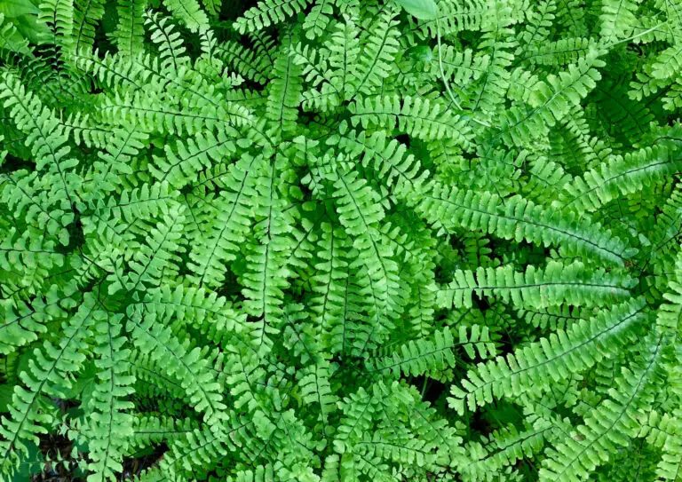 Northern-maidenhair-native-fern-adiantum-pedatum - the Plant Native