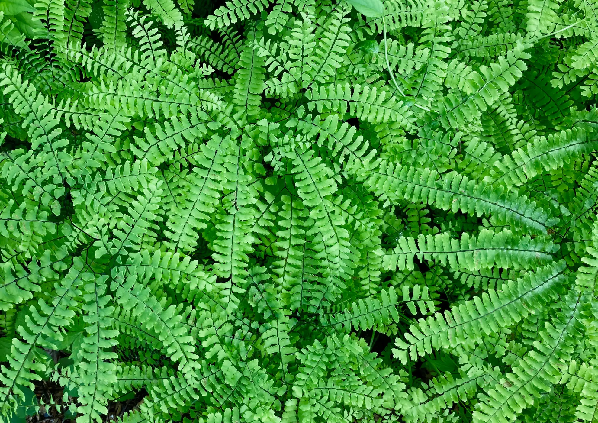 Northern maidenhair fern seen from above, fan-shaped fronds of small green leaflets