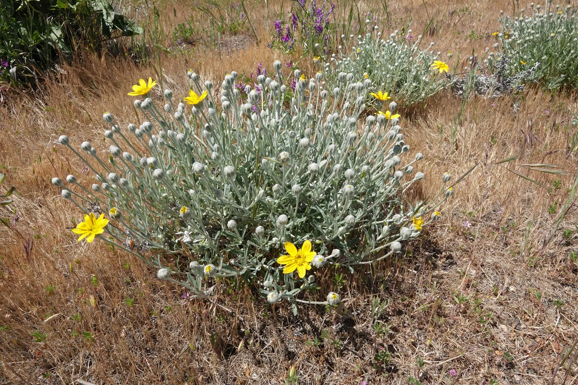 Oregon sunshine, a silvery gray clump with a few yellow flowers in dry summer grass