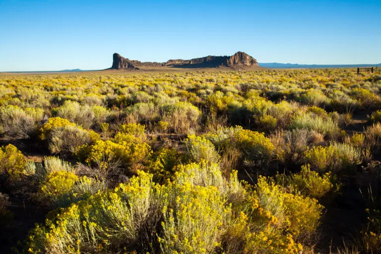 Rubber-rabbitbush-ericameria-nauseosa-in-the-southwest - the Plant Native