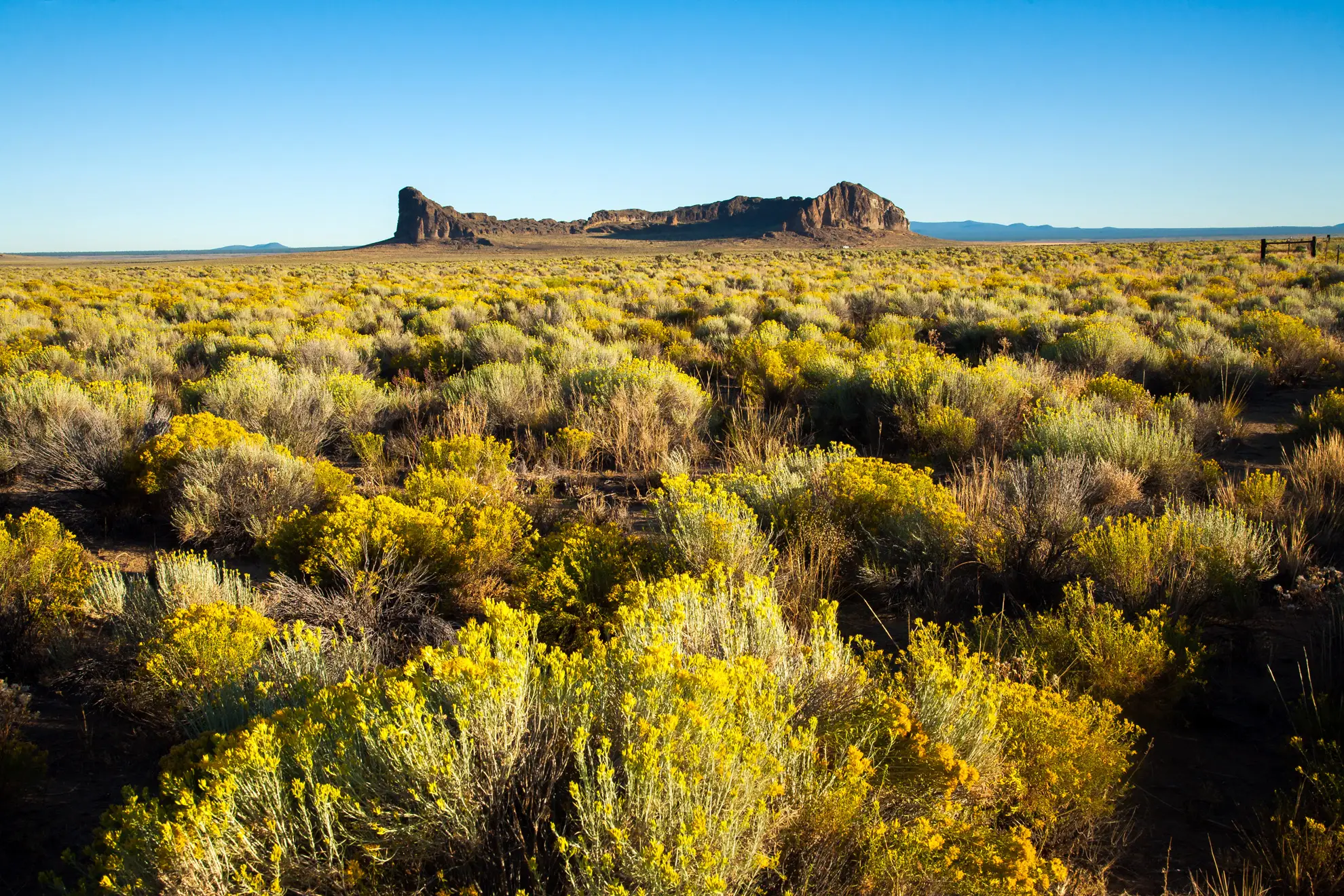 Rubber rabbitbrush in yellow bloom across a high desert plain below a rocky butte