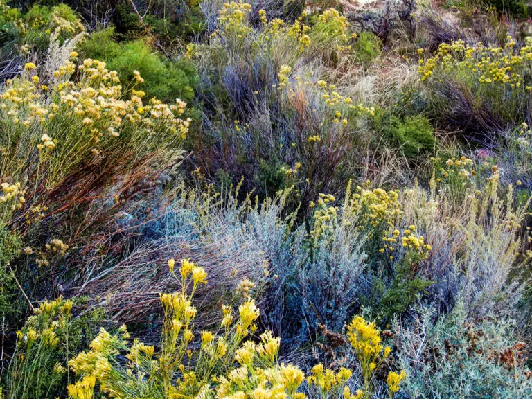 Stunning late summer landscaping, courtesy of Rubber Rabbitbrush