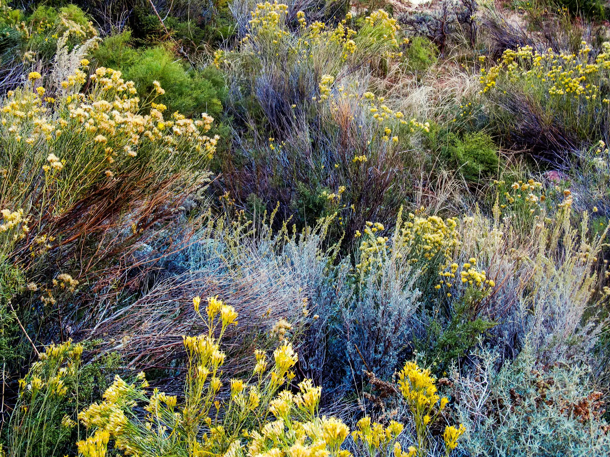 Rubber rabbitbrush’s yellow flowers among silvery shrubs and red-stemmed grasses