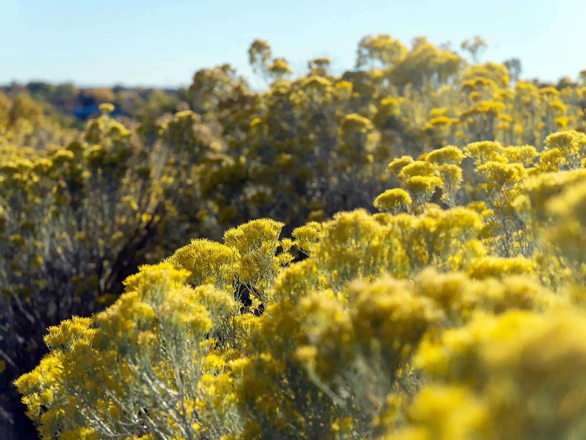 Rubber rabbitbrush, flat-topped yellow flower clusters in low sun