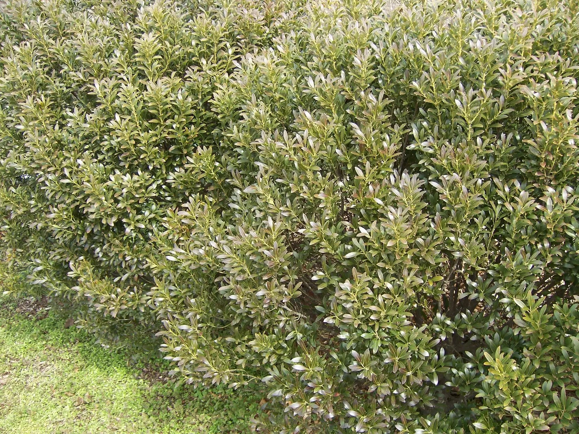 Inkberry, a dense rounded evergreen shrub of small glossy leaves on a lawn
