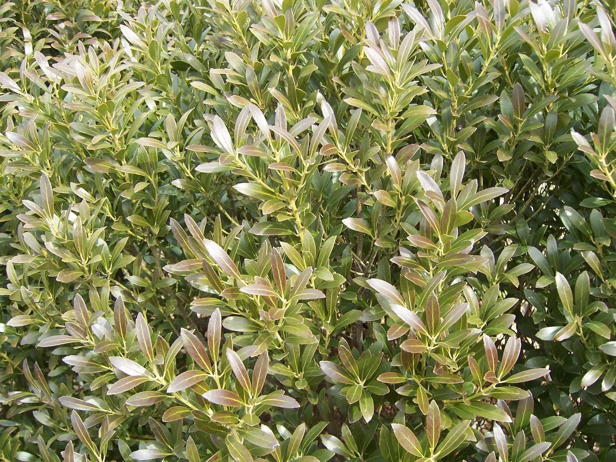 Inkberry leaves up close, narrow and glossy with a bronze tint on the new growth