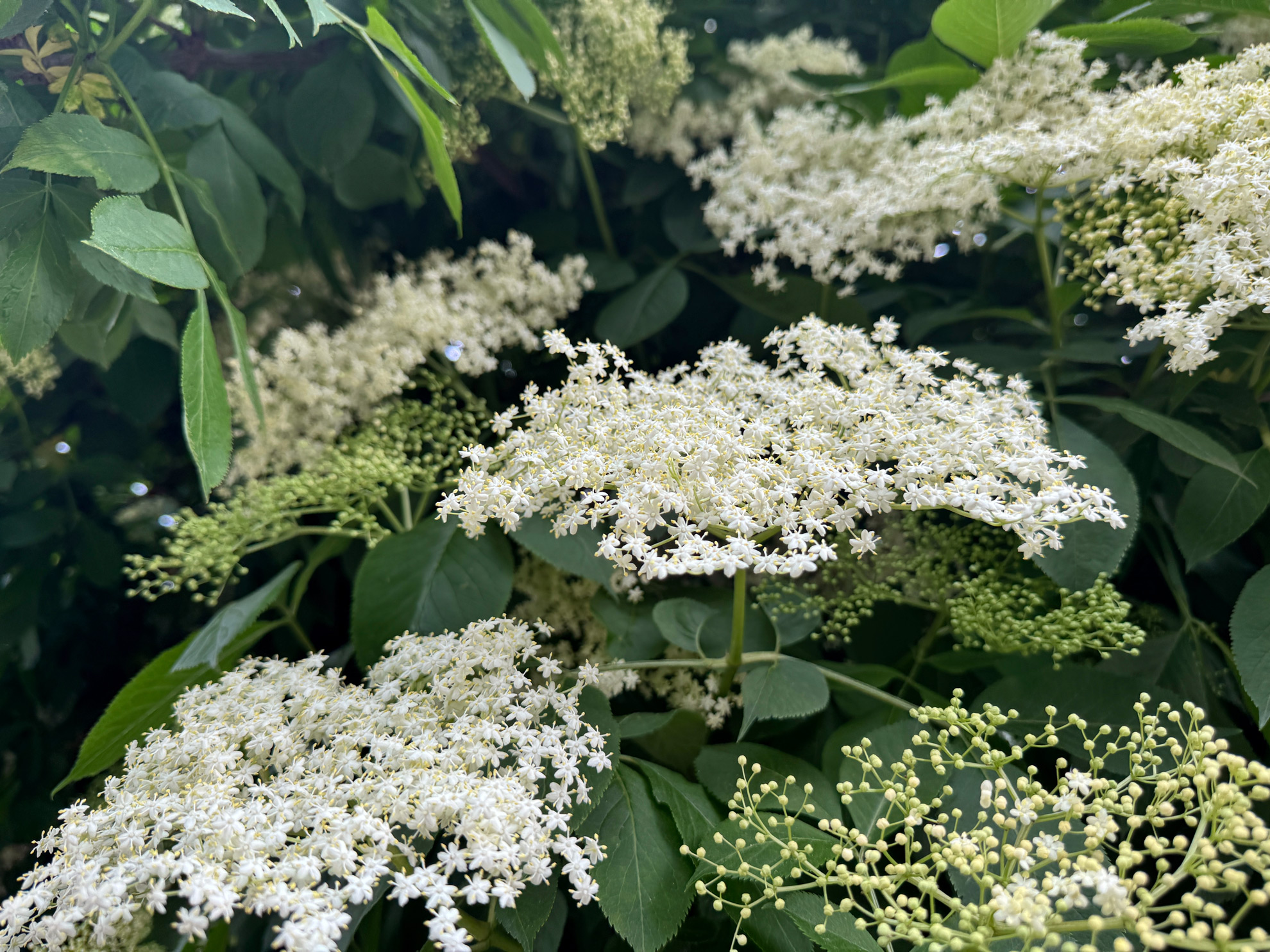 american-elderberry-flowers-native-shrub