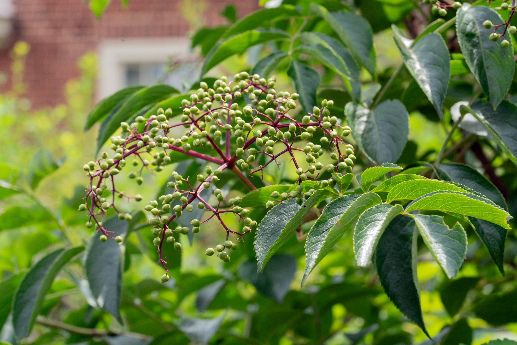 american-elderberry-the-plant-native-pic