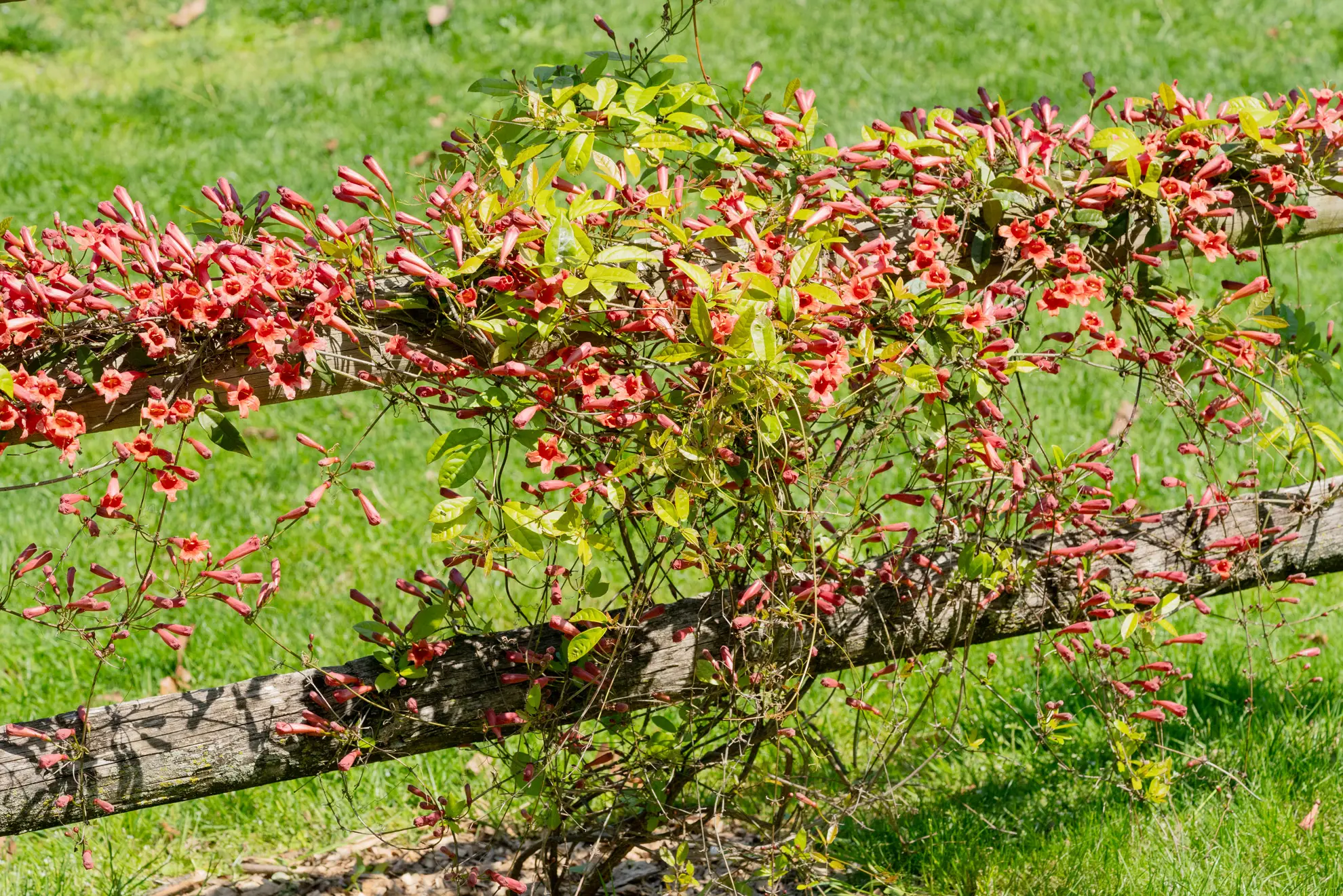 Trumpet vine covering a split-rail fence in red-orange flowers