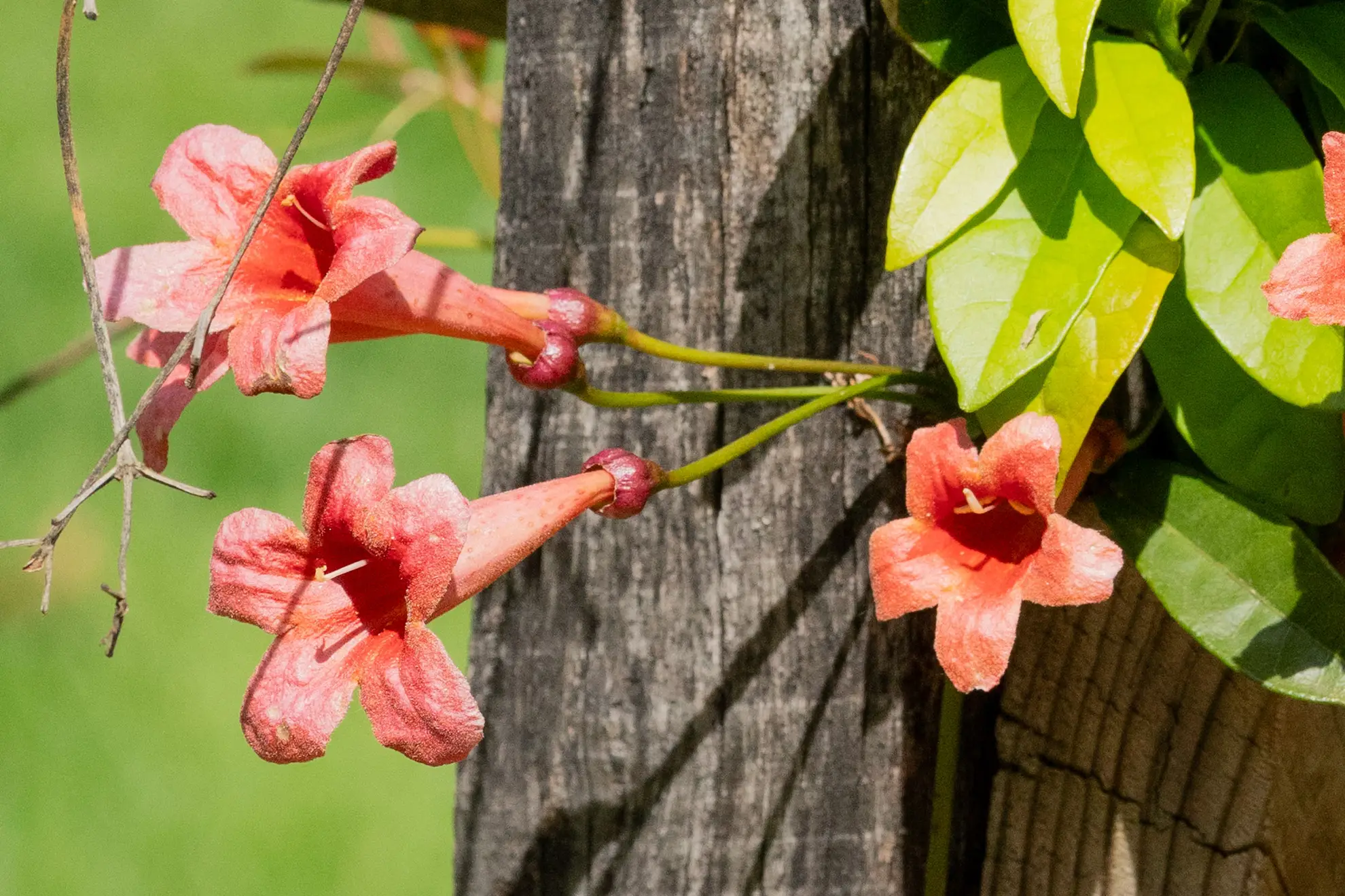 Orange-red trumpet vine flowers hanging beside a weathered wooden post
