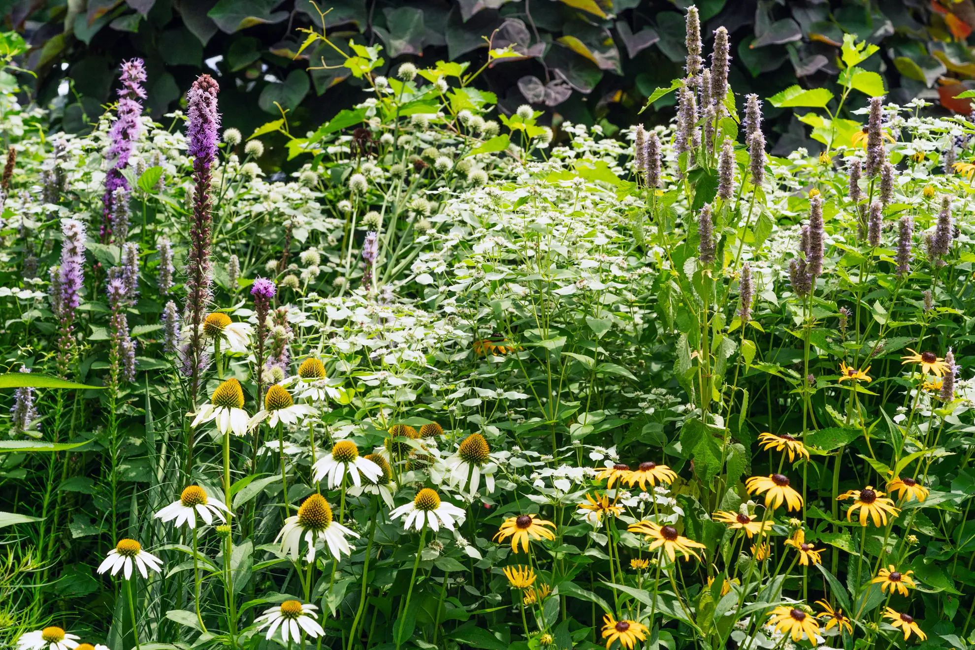 Blazing star and hummingbird mint spikes over white coneflowers, black-eyed Susans and mountain mint