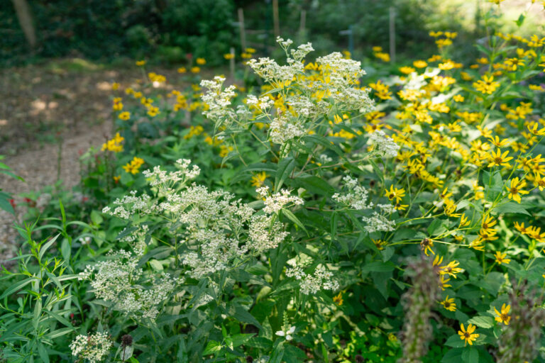 Boneset thrives in a low-lying area