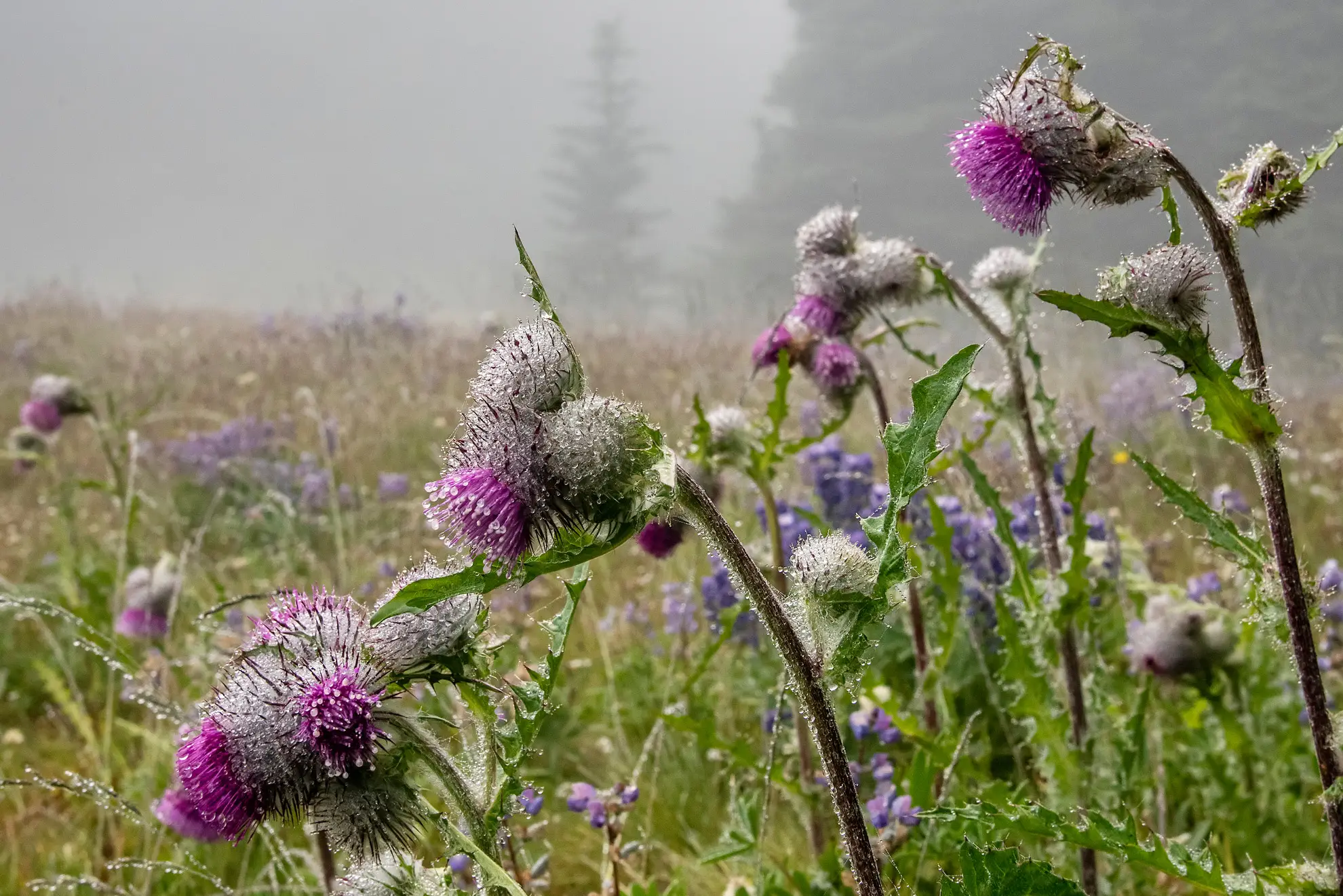 Indian thistle, nodding woolly purple flower heads in a foggy meadow