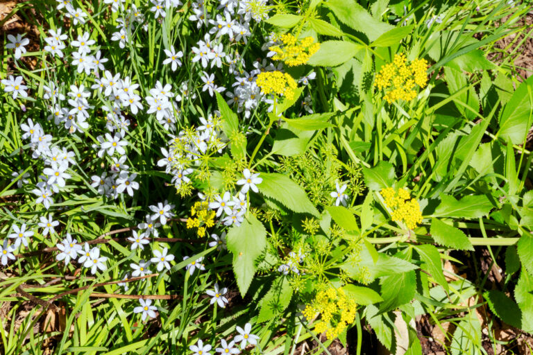 Golden Alexander + Blue Eyed Grass = fuss-free landscaping