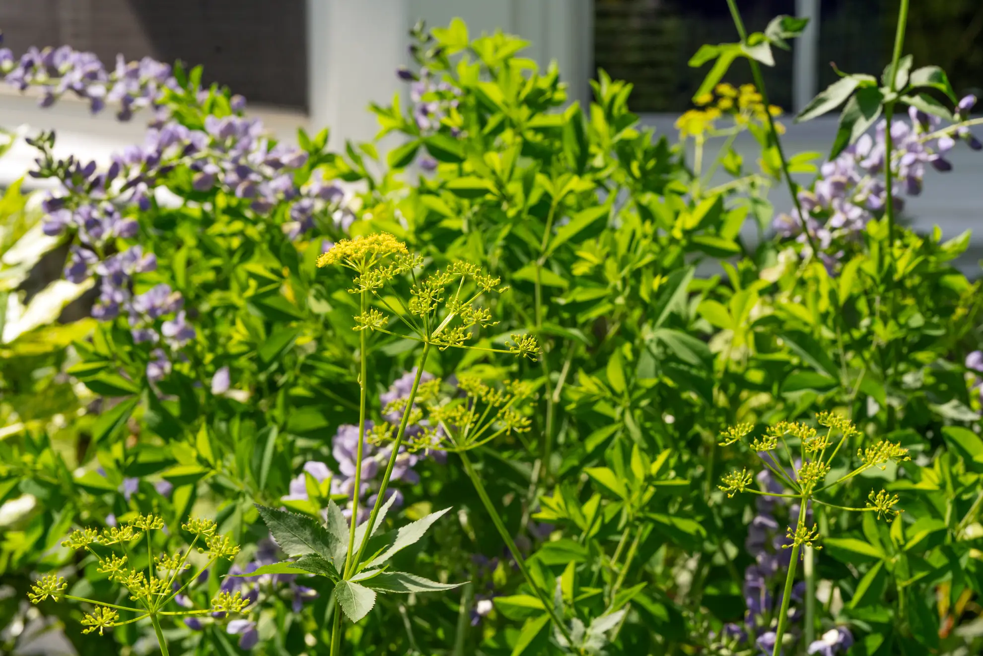 Golden alexander’s yellow flower clusters in front of false blue indigo in bloom