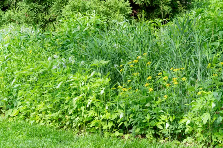 Golden Alexander provides a bright pop of color in a native-centered border
