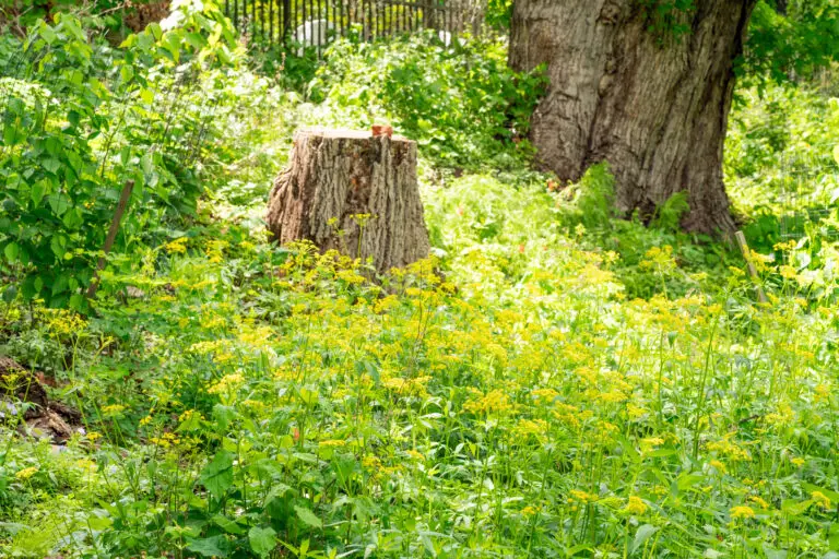 Have a wide expanse to fill? Golden Alexander is for you.