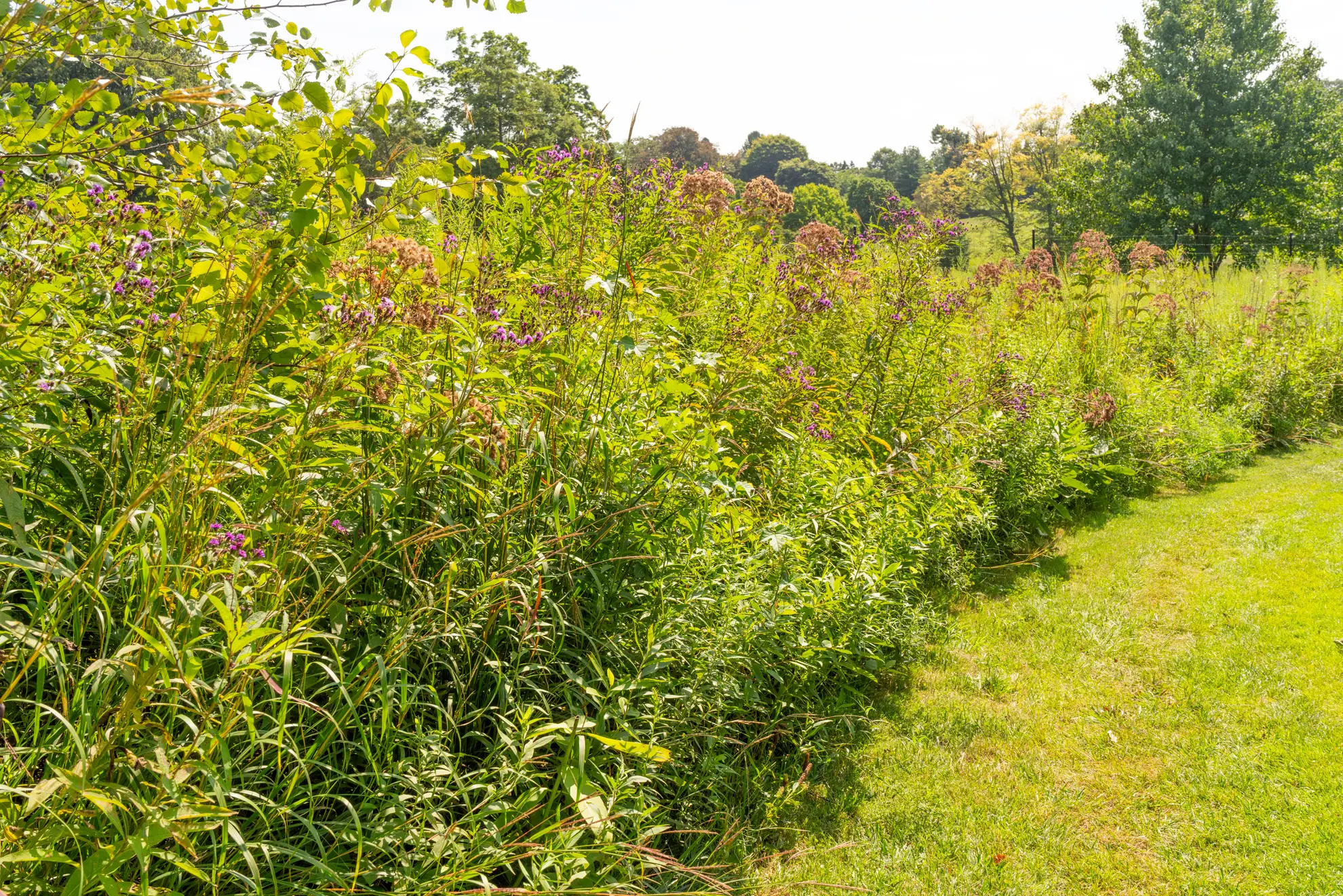 Ironweed and Joe Pye weed in a tall meadow along a mown path