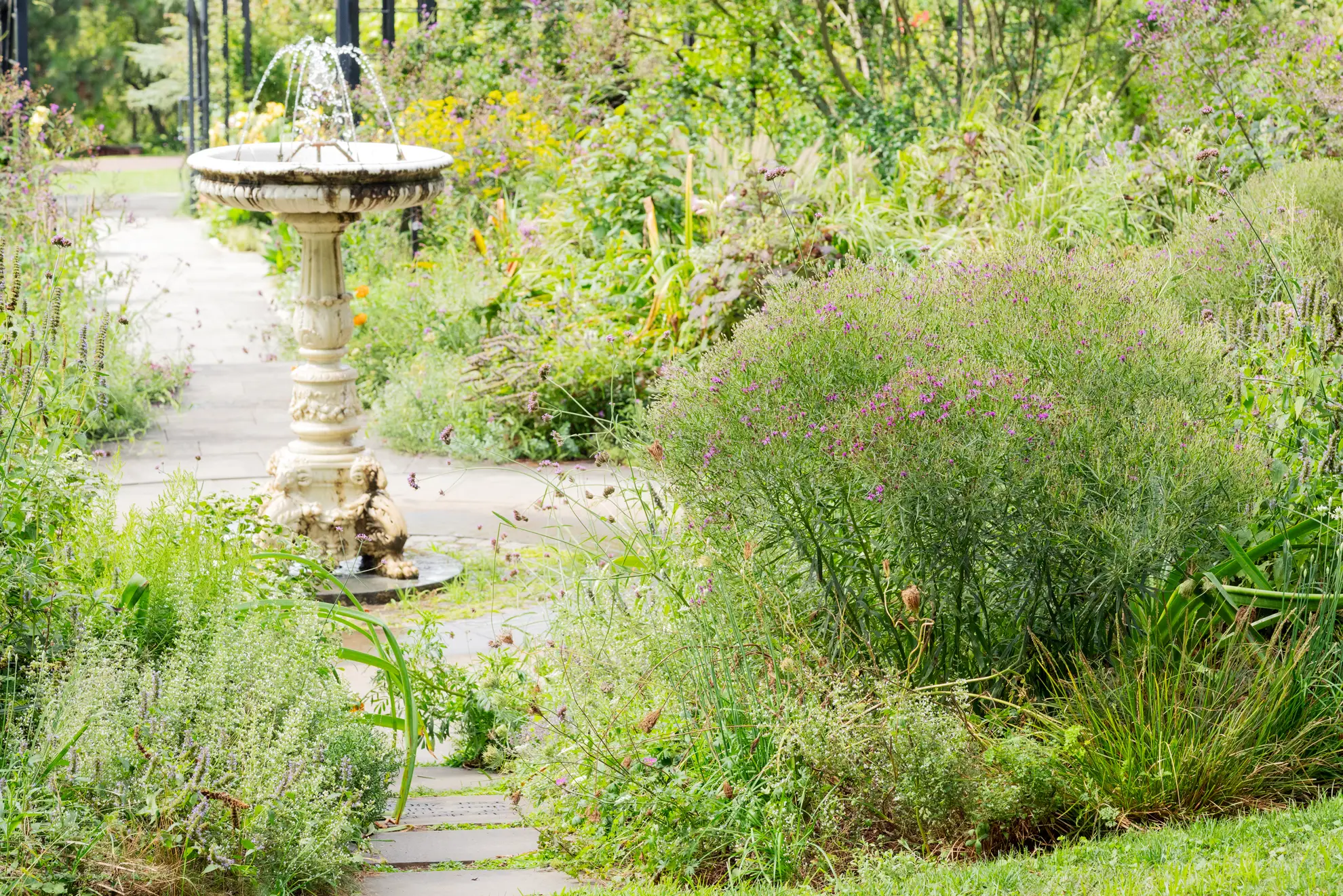 Narrowleaf ironweed, a feathery mound with purple flowers, beside a birdbath on a garden path