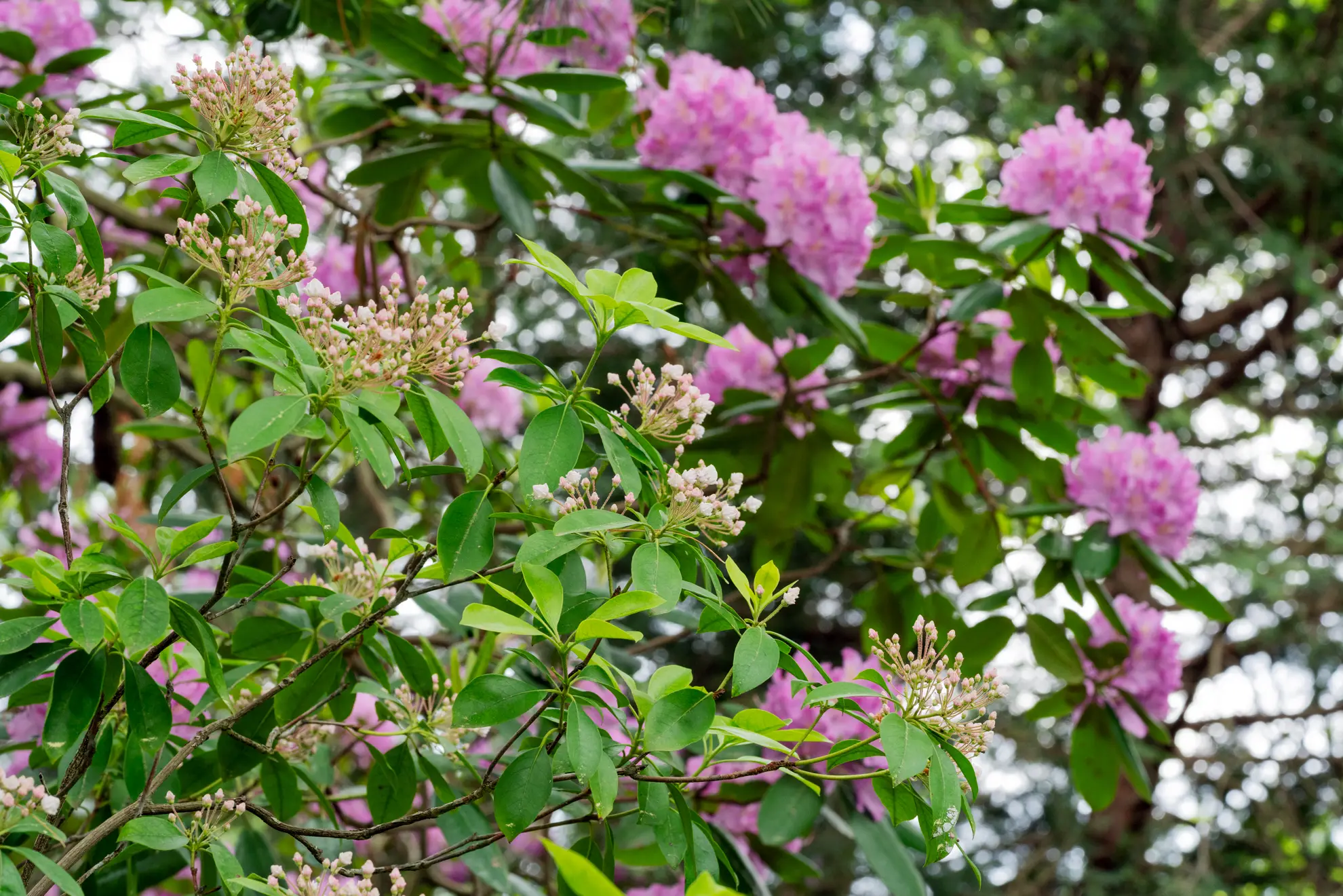 Mountain laurel buds in front of a rosebay rhododendron’s pink flower clusters