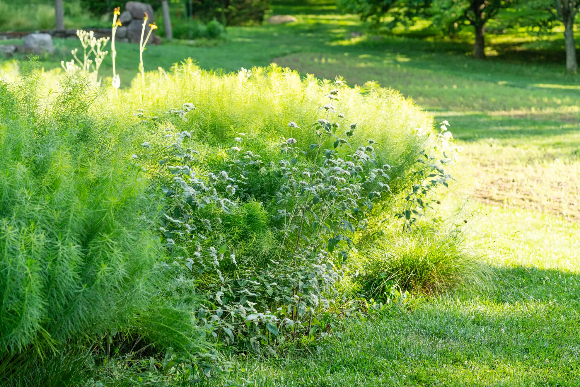 Mountain mint beside feathery amsonia in a garden bed at the edge of a lawn