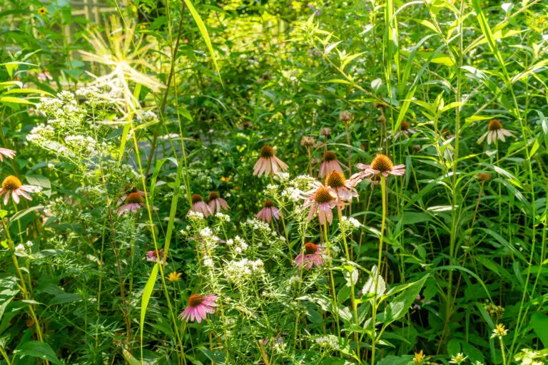Needle-like leaves of narrow-leaf look stellar next to native Purple Coneflowers and grasses