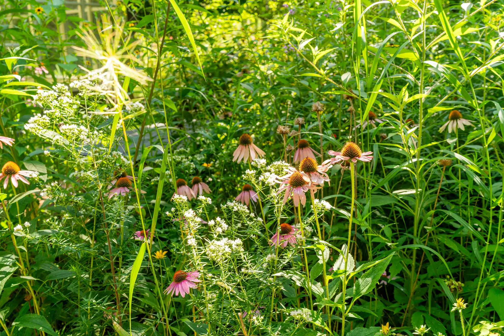 Narrow-leaf mountain mint’s small white flowers among purple coneflowers