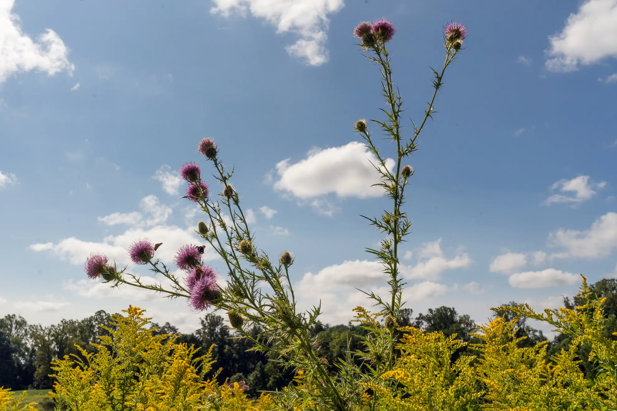 Field thistle, tall stems of purple flower heads rising over goldenrod against a cloudy sky