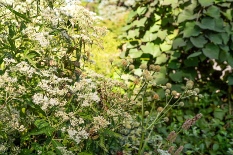 Boneset also thrives alongside Rattlesnake Master in a full-sun garden (with watering during the first year)
