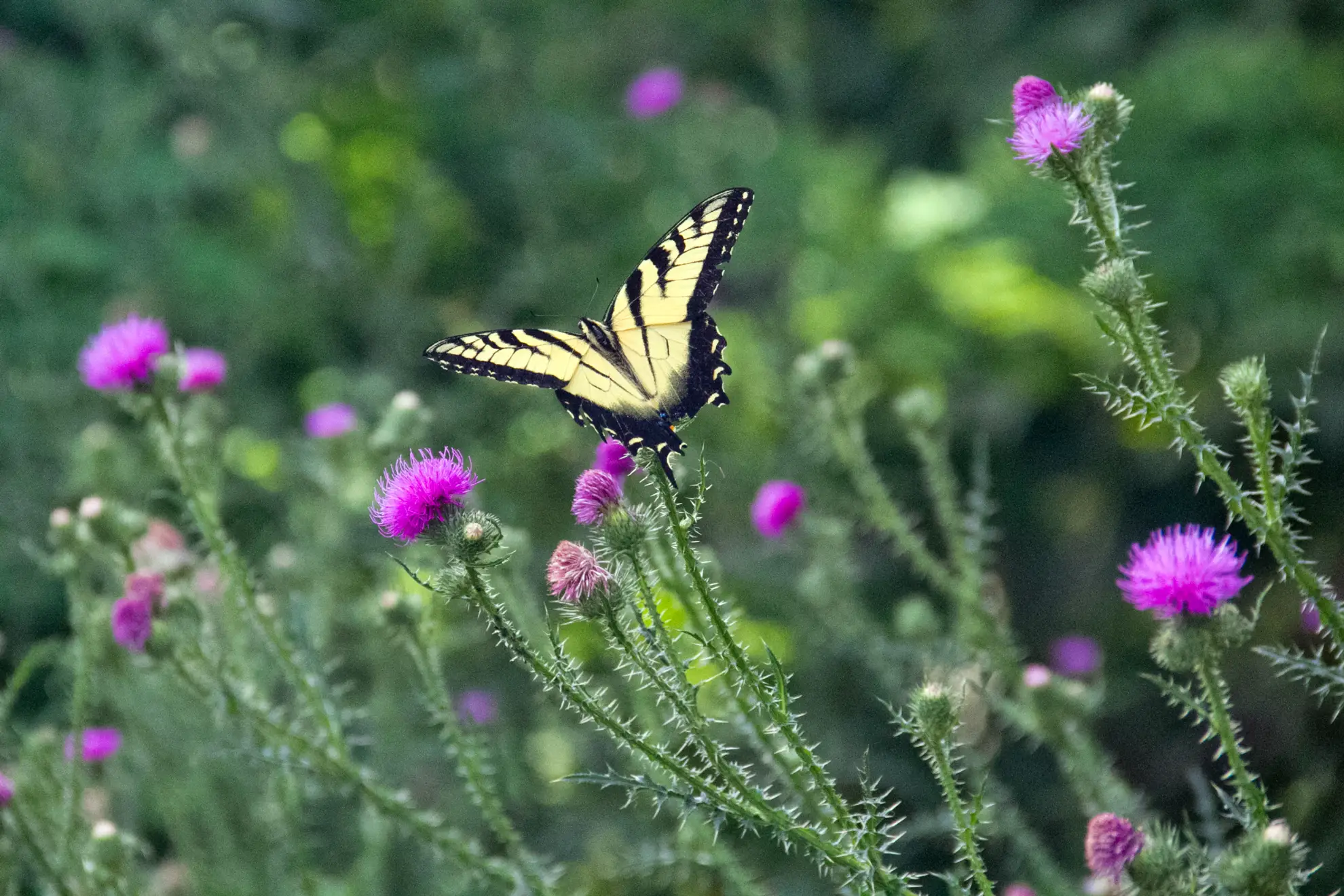 Eastern tiger swallowtail butterfly on a pink-purple pasture thistle flower