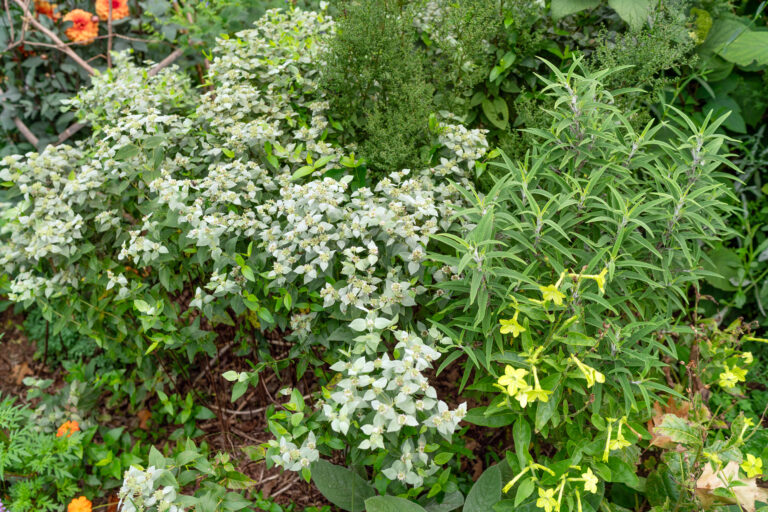 Silver Leaf provides a stellar contrast to more greeny-greens in the garden.