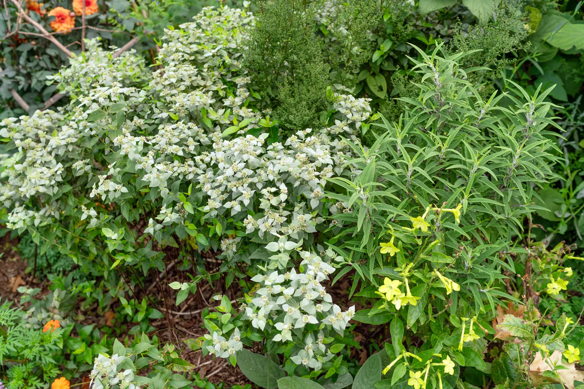 Silver-leaf mountain mint, a pale silvery mound beside darker green plants