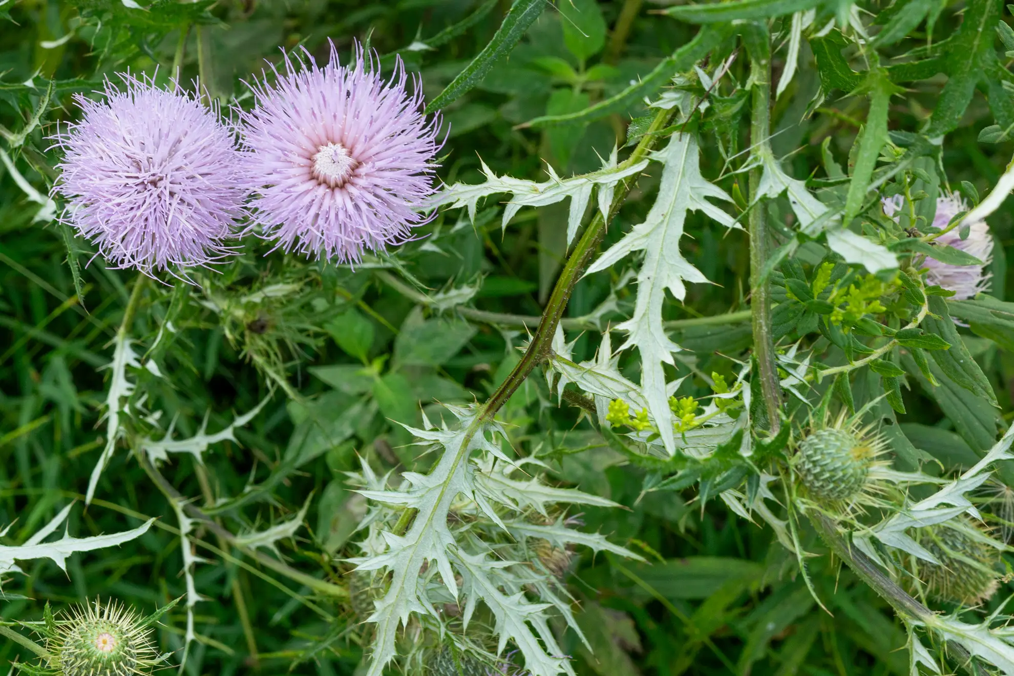 Field thistle leaves, deeply lobed with silvery white undersides, beside lavender flowers