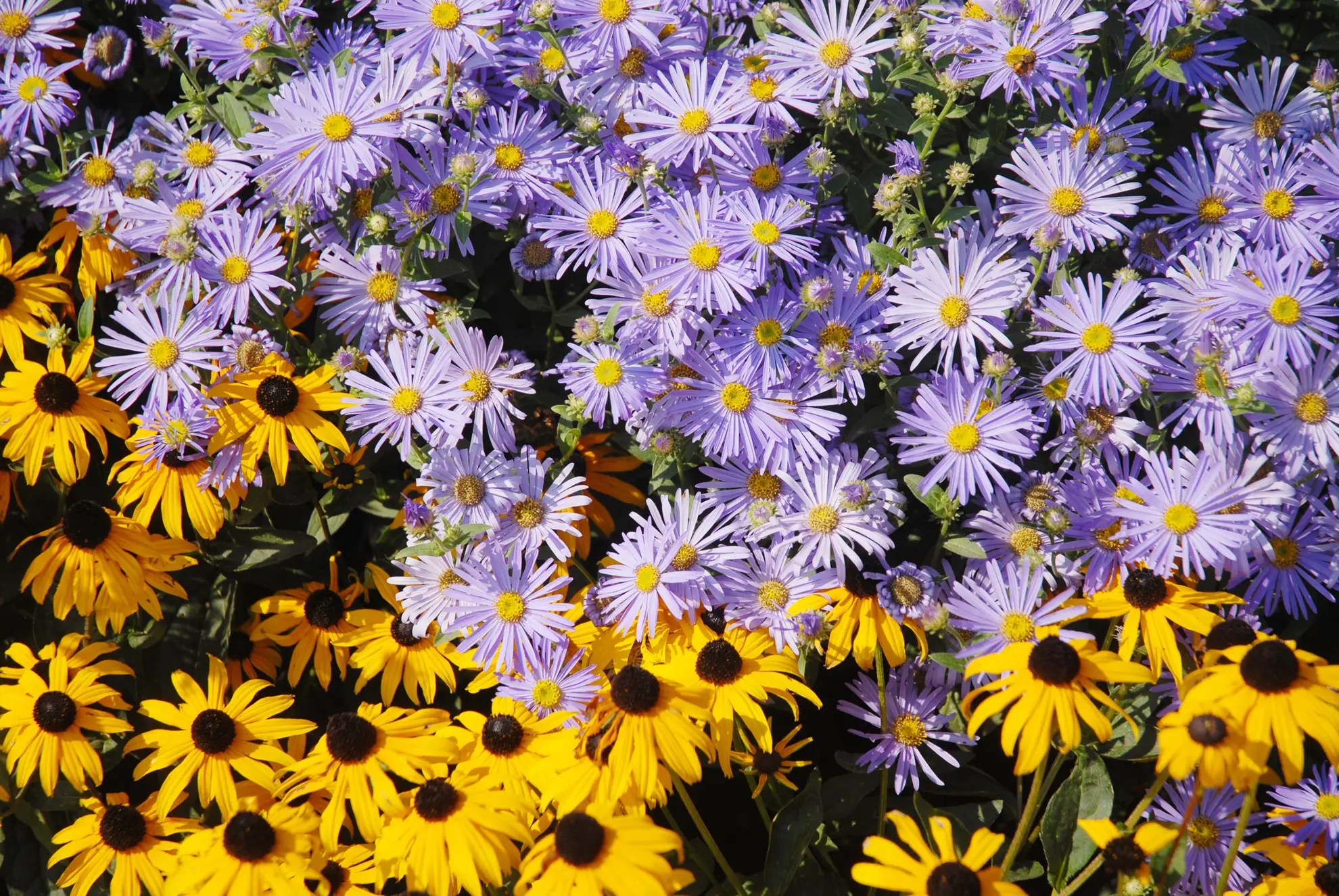 Blooming aster in lavender above a front row of black-eyed Susans