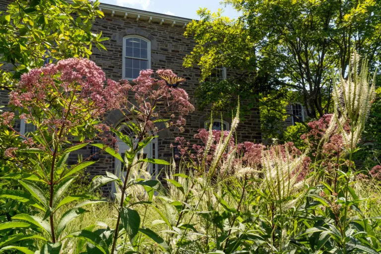 Two decision landscaping: Joe Pye weed and Culver's root