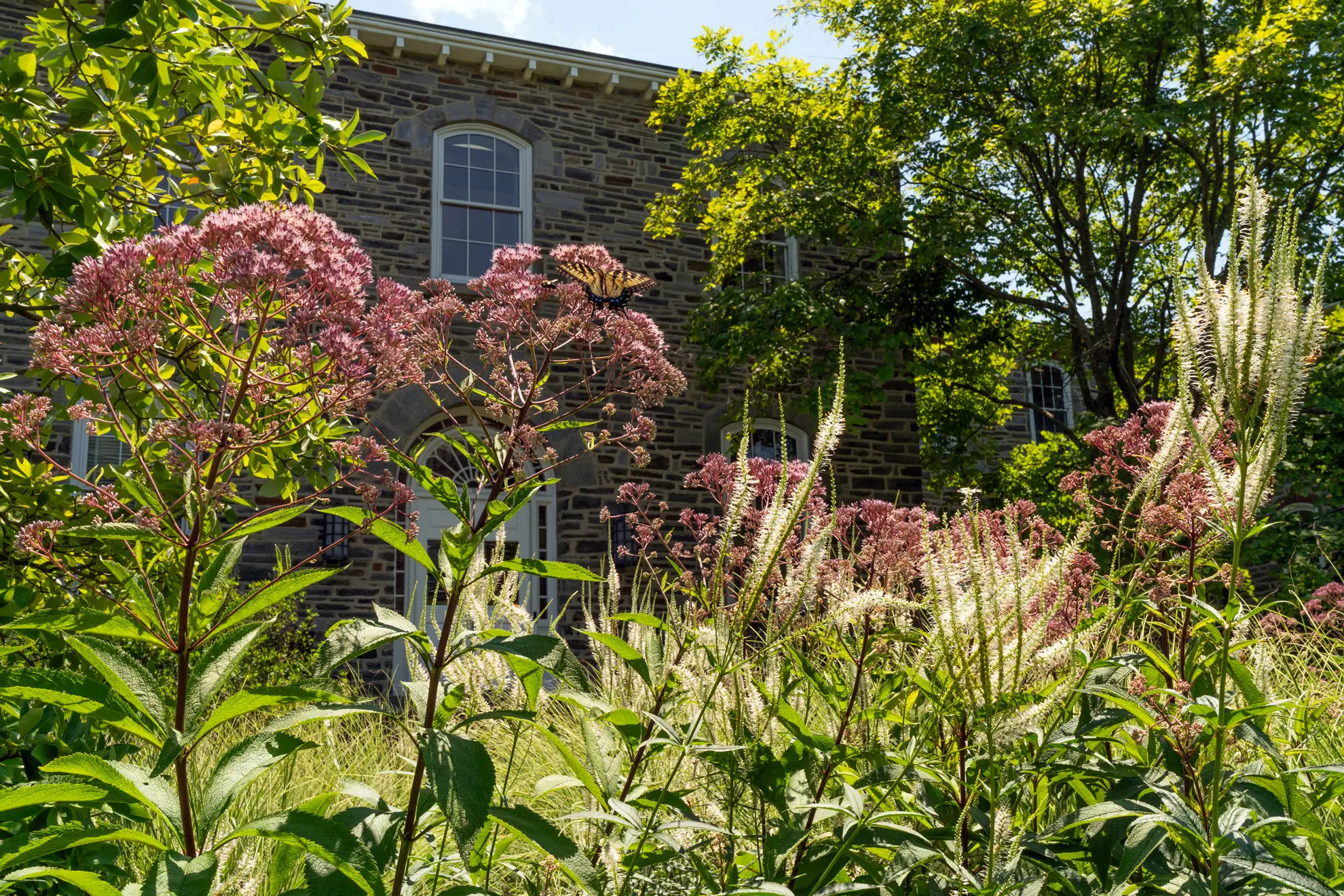 Joe Pye weed and white Culver’s root spikes in front of a stone building, with a swallowtail butterfly