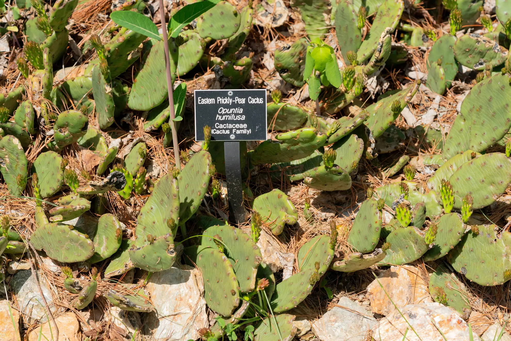 Eastern prickly pear colony, low spreading pads around a botanical garden label