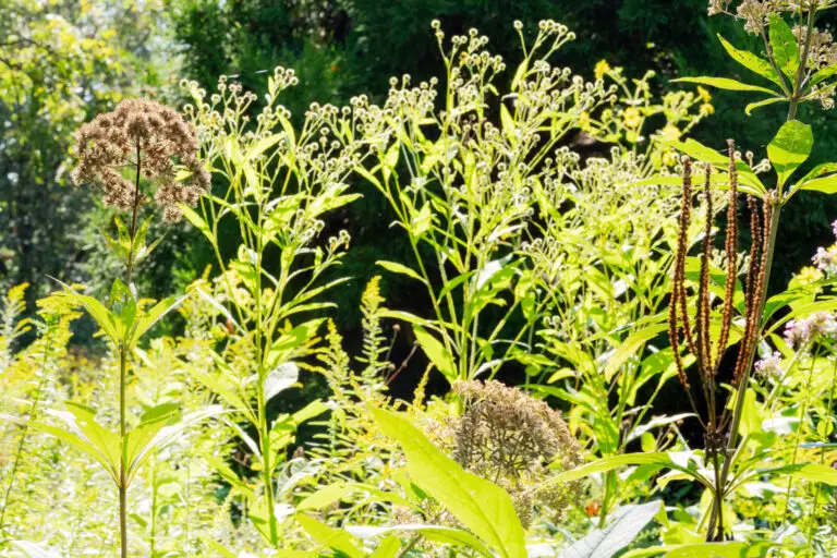 Leave Joe Pye and other natives alone in the fall and enjoy a living sculpture garden