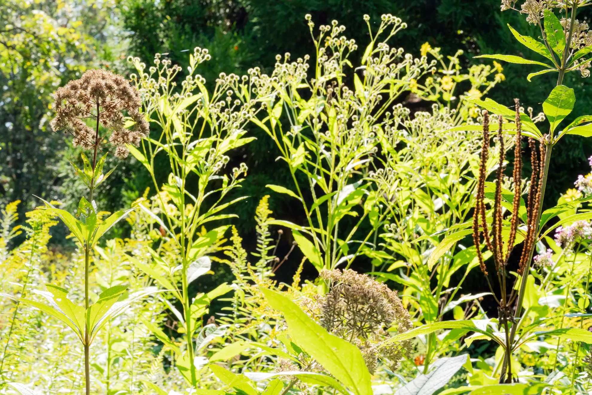 Dried Joe Pye weed and Culver’s root seed heads among green late-season plants