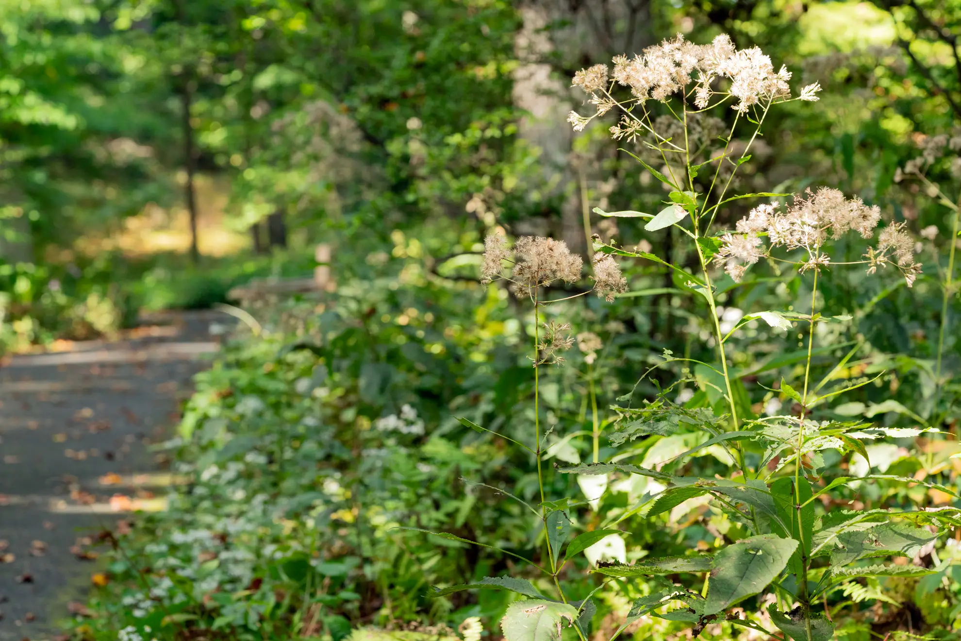 Tall, pale pink Joe Pye weed beside a shady garden walkway