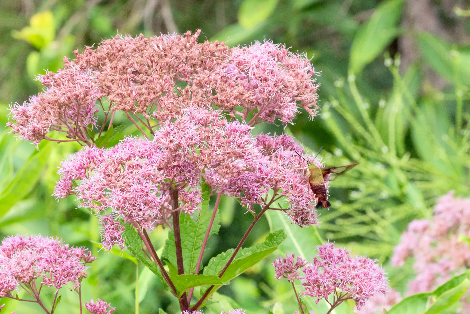 Joe Pye weed’s pink flower clusters with a hummingbird clearwing moth feeding