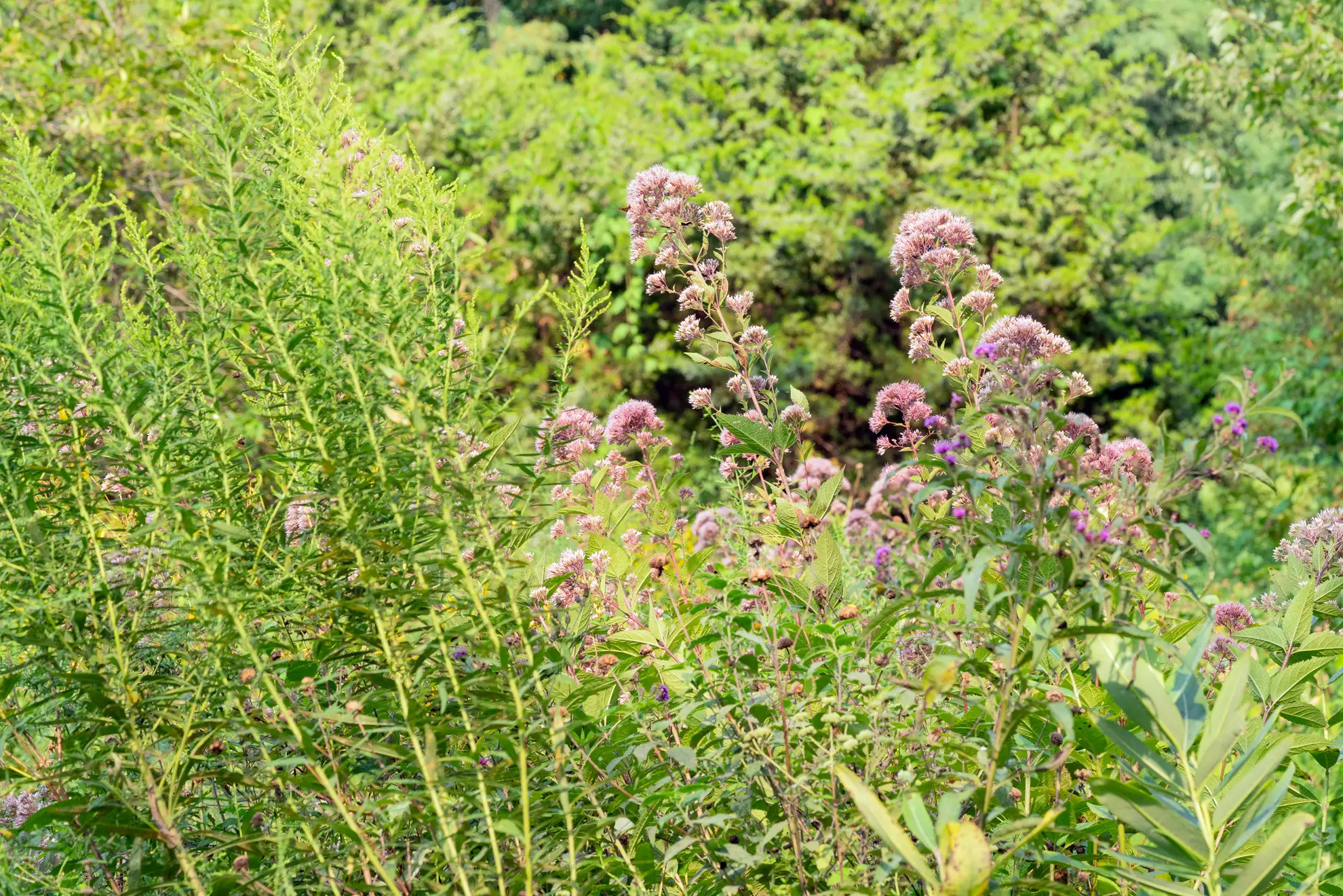Joe Pye weed and purple ironweed rising above goldenrod in a meadow