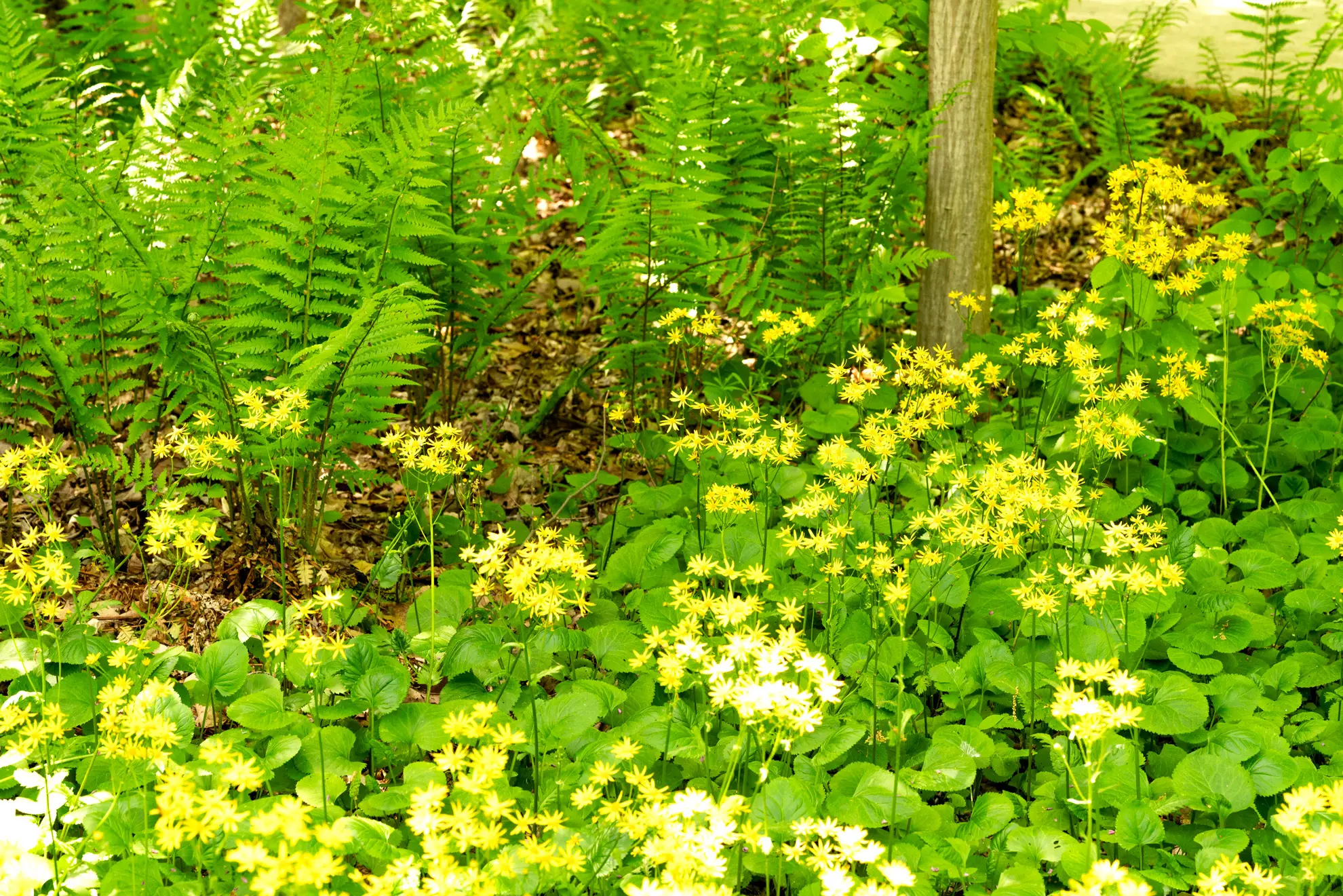 Golden ragwort’s yellow flowers in front of ferns in a shade garden