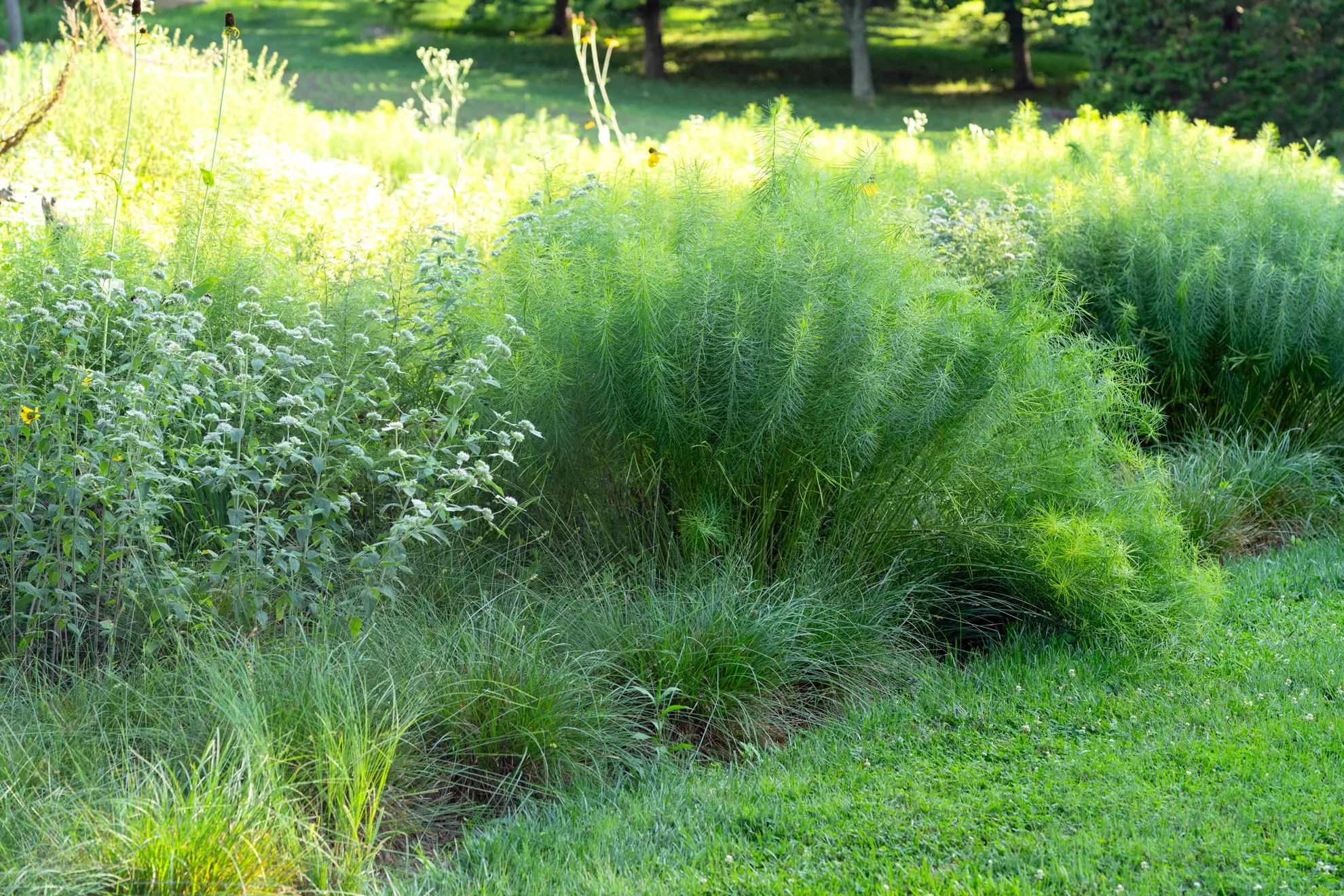 Drifts of feathery amsonia beside mountain mint at Chanticleer garden
