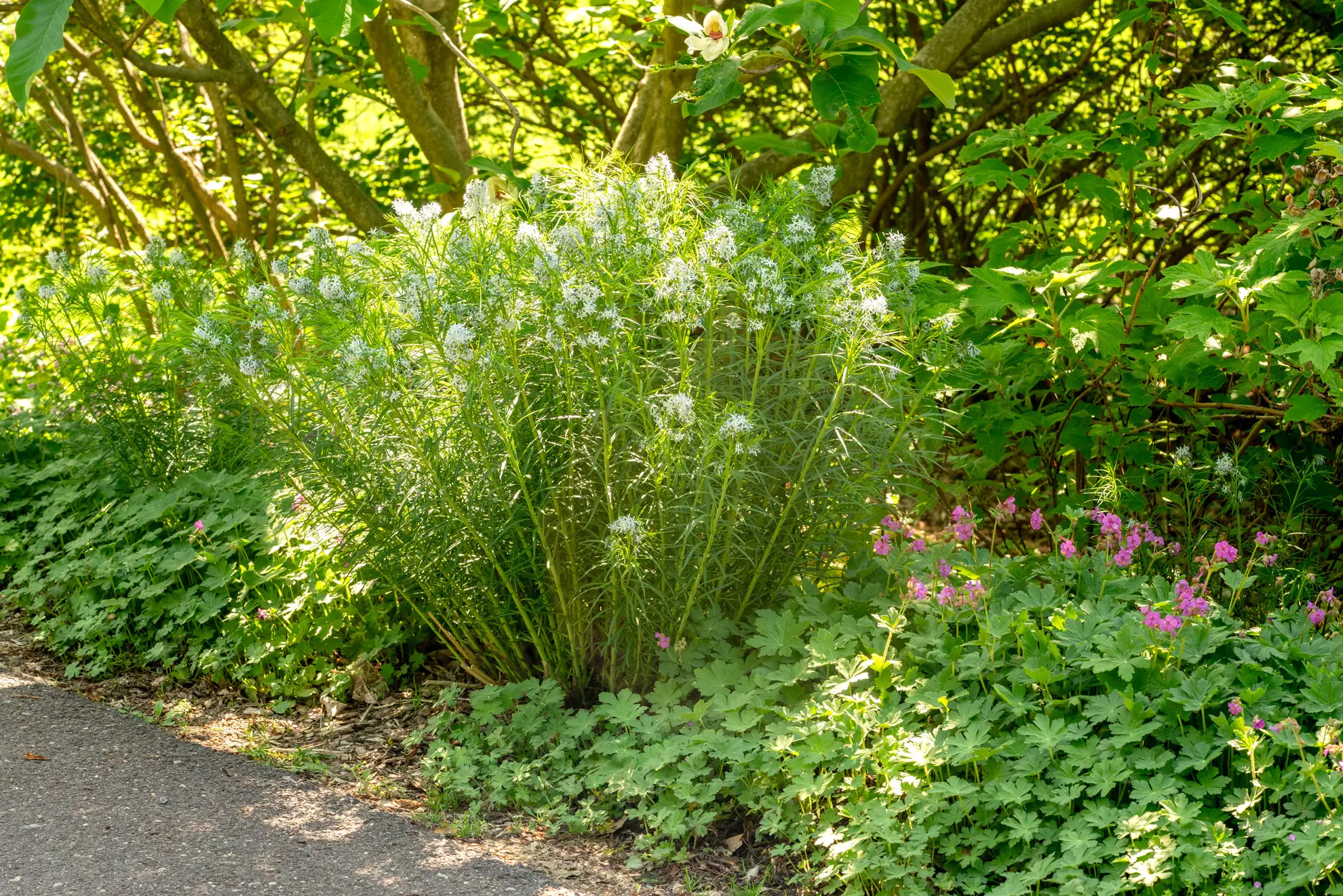Amsonia blooming pale blue beside wild geranium along a shady path