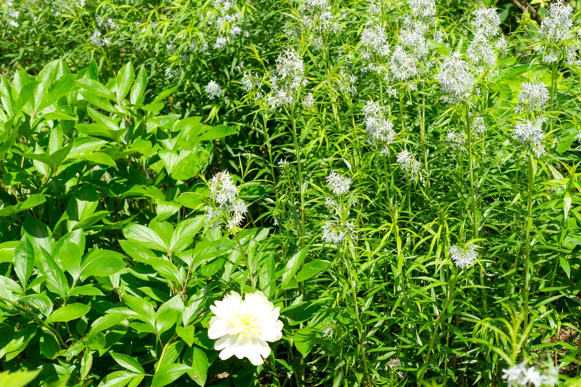 Amsonia’s pale blue star flowers beside a white peony
