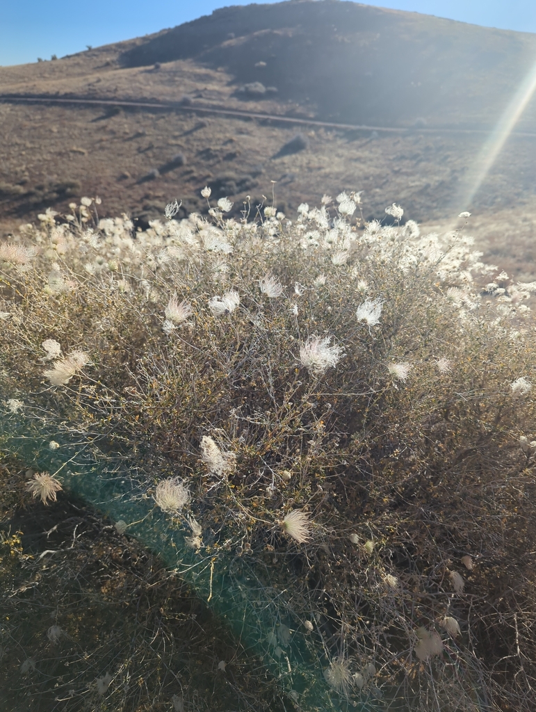 The fluffy seed pods hang on into winter.